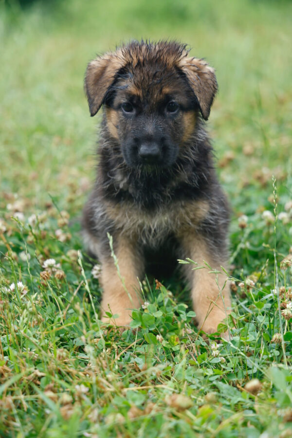 8 week old German Shepherd Adey